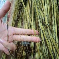 Cung bẫy chim cút