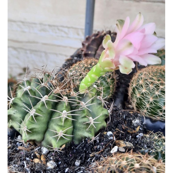 Xương rồng gymno vân đẹp size 5-6cm