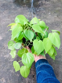 TRẦU BÀ TIM VÀNG GÁO DỪA