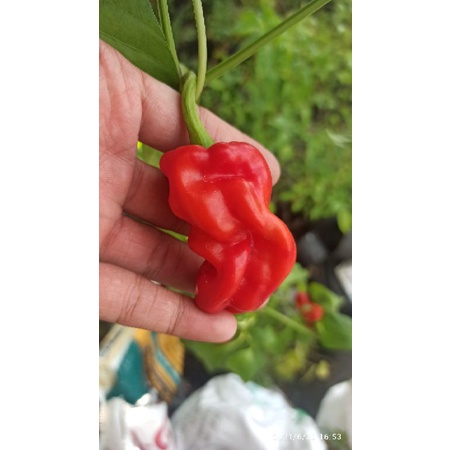 Hạt ớt Dragon's toe