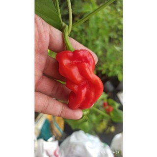 hạt ớt Dragon's toe