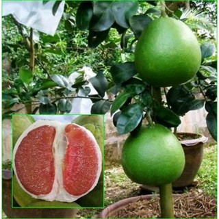Cây giống bưởi ruby ruột đỏ (cho thu hoạch sớm)