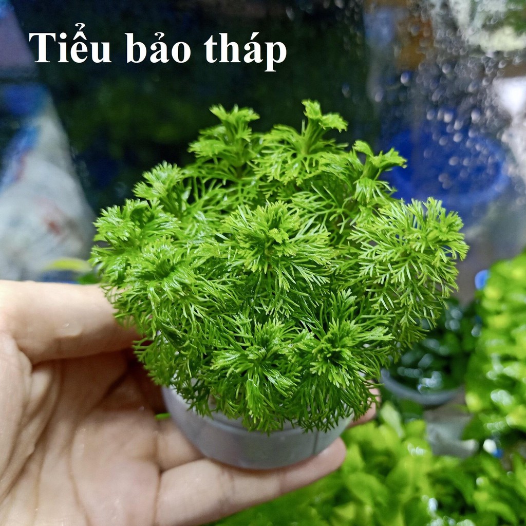 Cây Cắt Cắm Tiểu Bảo Tháp - CÂY THỦY SINH LÁ CẠN