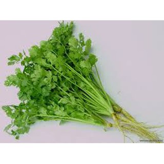 Hạt giống Mùi Tía ( Rau Thơm)- Gói 20 gr - Rất thơm.