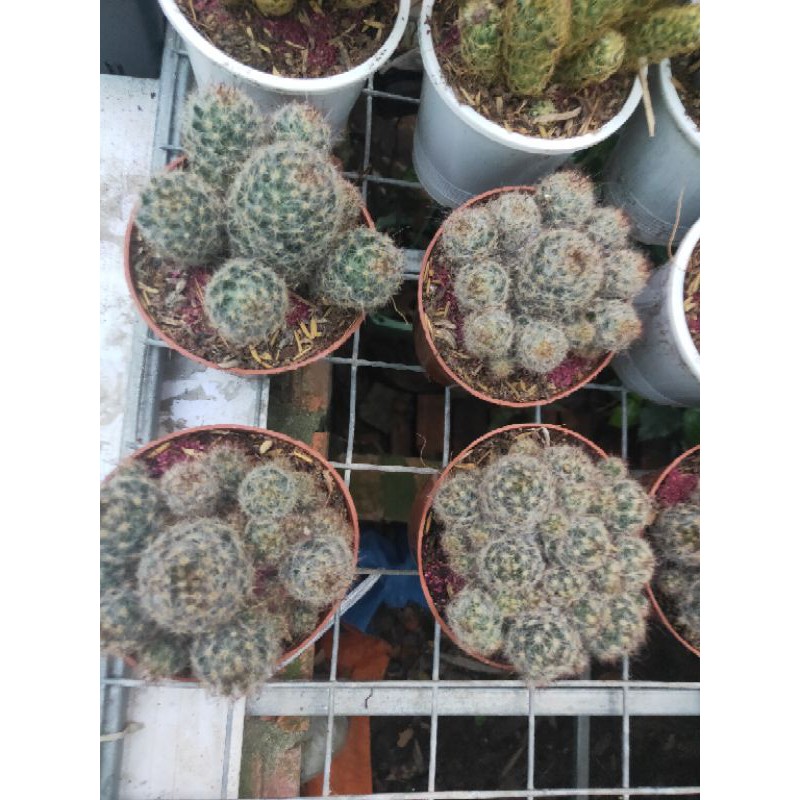 Xương Rồng Trứng Chim (Nâu)