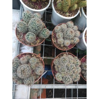 Xương Rồng Trứng Chim