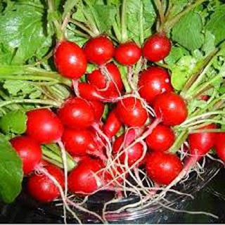 HẠT GIỐNG CỦ CẢI ĐỎ