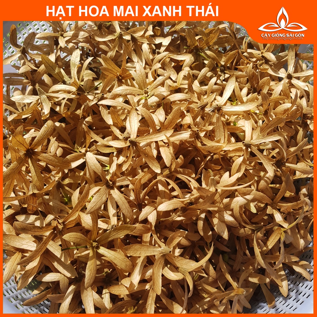 COMBO 3 GÓI HẠT HOA MAI XANH THÁI