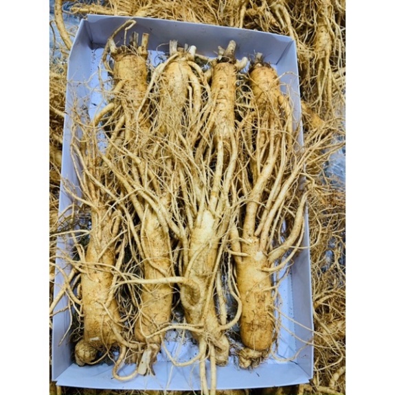 Sâm Tươi Hàn Quốc 8 Củ 1 Kg Loại Thân Dài Đẹp Kiểm Tra Hàng Trước Khi Thanh Toán [ Hàng Mới Về ]