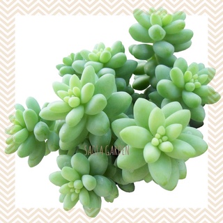 Sen đá Sedum các loại: vàng, hoa Hồng, chuỗi Ngọc, Pink Lady