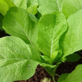 Hạt giống Cải mơ Hoàng Mai 🍀
