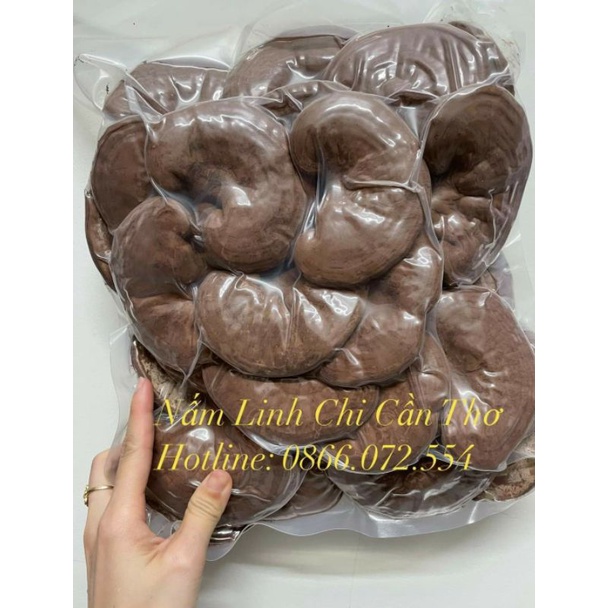 Nấm Linh Chi Đỏ nguyên tay còn nguyên Bào Tử - 0.5kg