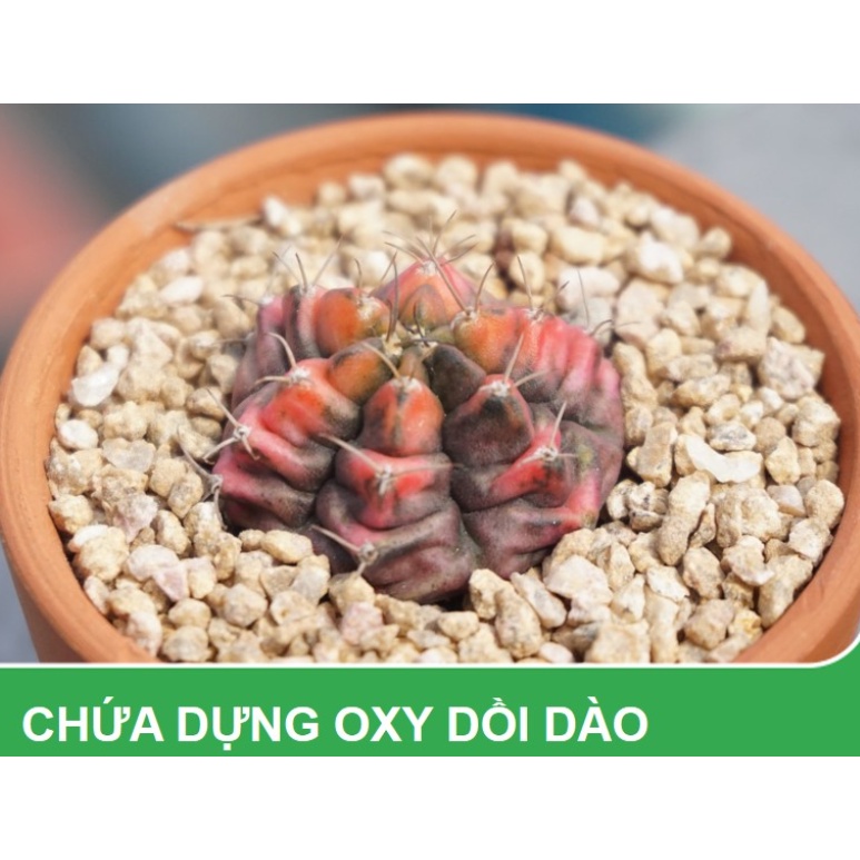 Đá Masato size 2-4mm , dùng rải mặt chậu giữ màu sen đá, xương rồng, cung cấp chất khoáng, dung hòa kiềm