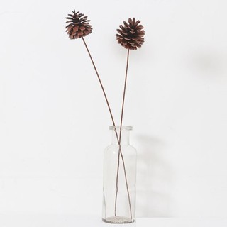 Quả thông khô trang trí decor (có cành)