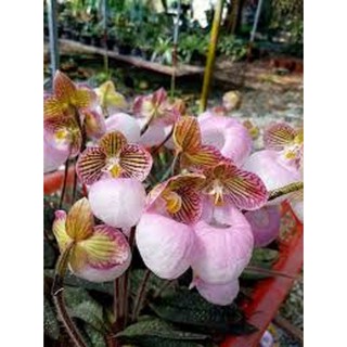 COMBO 5 CÂY LAN HÀI MỐC HỒNG RỪNG TÂY BẮC, HOA NỞ DỊP TẾT