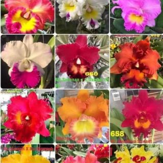 Lan Cattleya hoa sổ chậu lớn sắp hoa