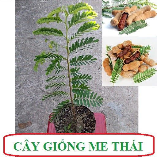 CÂY ME THÁI GIỐNG NGỌT HƠN ME NGỌT THƯỜNG, TRỒNG TỪ HẠT CAO KHOẢNG 30-40CM