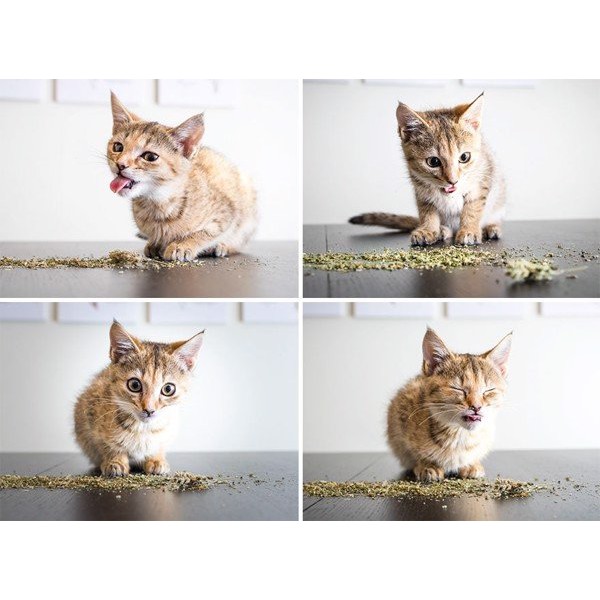 Cỏ mèo ngửi Catnip cỏ bạc hà cho mèo phê