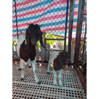 Sàn nuôi dê, ngan, gà, vịt