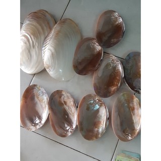 VỎ ỐC TRAI