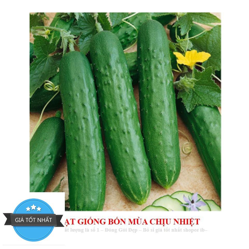 GÓI 10 HẠT GIỐNG DƯA LEO
