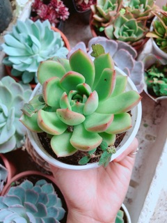 Chậu sen đá viền đỏ