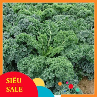 150 hạt giống cải xoăn xanh kale  TẾT KHUYẾN MẠI