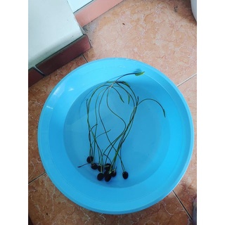 Hạt giống SEN MINI NHẬT mix màu