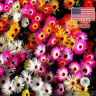 100h Hạt Giống Hoa Mười Giờ Châu Phi Mix Màu (C2.202| B9*V23)