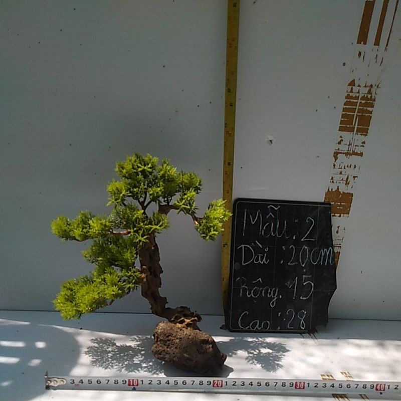 Bonsai bể cá cảnh- bonsai hồ thủy sinh