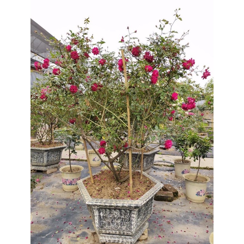 COMBO 5 GỐC HỒNG CỔ SAPA TẶNG KÈM KÍCH RỄ VÀ HƯỚNG DẪN TRỒNG)