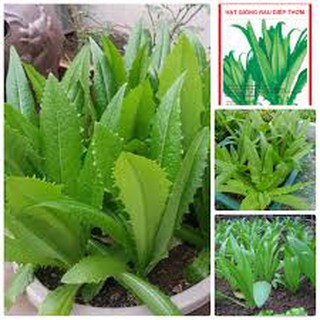 hạt giống rau diếp thơm - 5gr