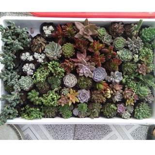 Combo 20 cây sen đá đủ loại - size nhỏ (5-8cm)