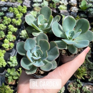 Sen đá bèo viền hồng