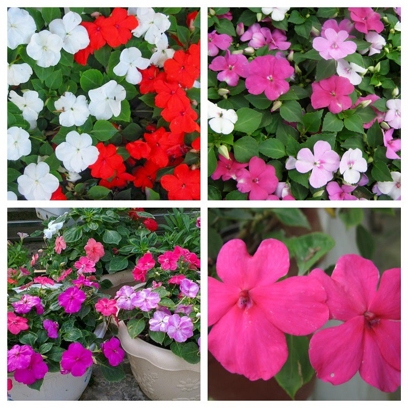 [GIÁ GỐC] Hạt giống hoa Ngọc Thảo Mix (Impatiens) - 20 hạt