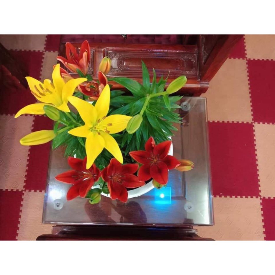 Củ ly cao thơm hà lan nhiều màu (có thể chọn riêng màu) HT GREEN