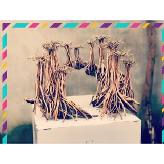 [ Rẻ ] Rễ Rừng Set layout trang trí bể cá
