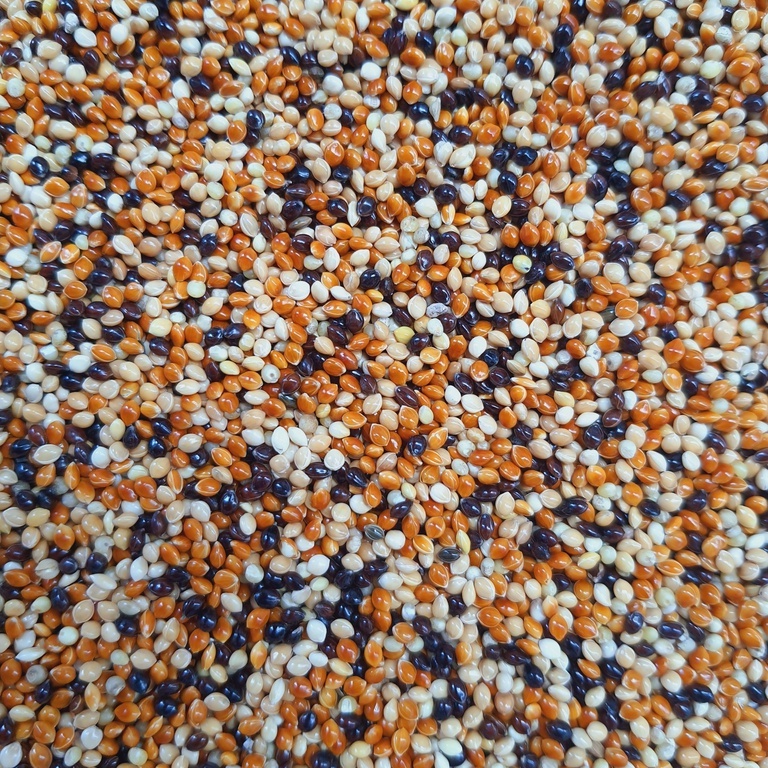 Cỏ Thái 5 màu nhập Thái Lan cho cu gáy