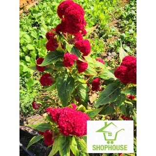 shophouse 50 hạt giống hoa mào gà đỏ tròn bông to  SHOP HOUSE  TẾT KHUYẾN MẠI