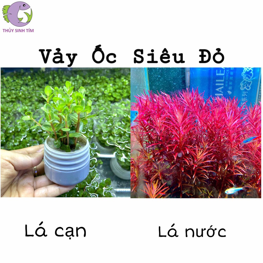 Cây Cắt Cắm Vảy Ốc Siêu Đỏ - CÂY THỦY SINH LÁ CẠN