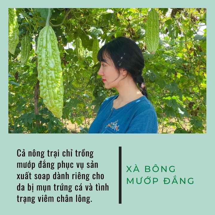 [100% THIÊN NHIÊN] Xà Bông Ả Đào Mướp Đắng Handmade Mộc Nhan Dành Cho Da Mụn, T.rị Viêm Chân Lông