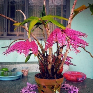 Lan rừng báo hỷ đã ghép gỗ.