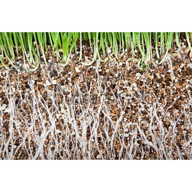 Giảm giá  Vermiculite -1kg ( 10 lít) ươm cây làm vườn tốt nhất rẻ đẹp