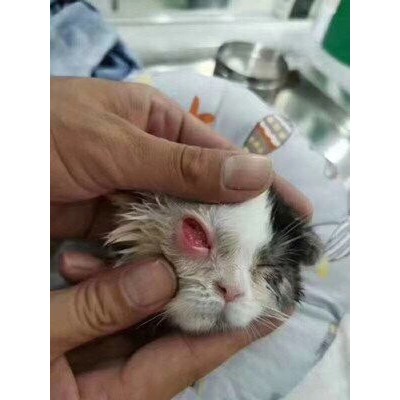 Thuốc nhỏ mắt trung quốc Bioally nhỏ mắt Alkin OMNIX 10ml Dành cho chó mèo trị chảy nước mắt và các bệnh truyền nhiễm