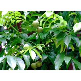 Cây sấu choai