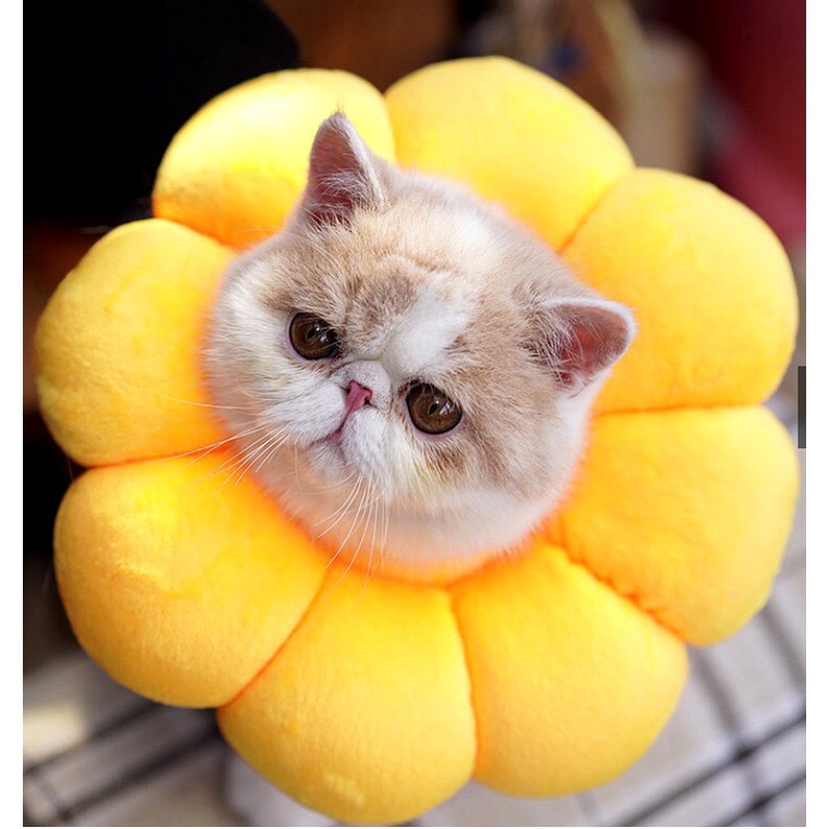 [HCM] Vòng cổ chống liếm hình hoa hướng dương màu vàng siêu dễ thương cho chó, cho mèo, cho thú cưng