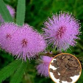 Hạt giống hoa MIMOSA ( cây trinh nữ)- 10 hạt