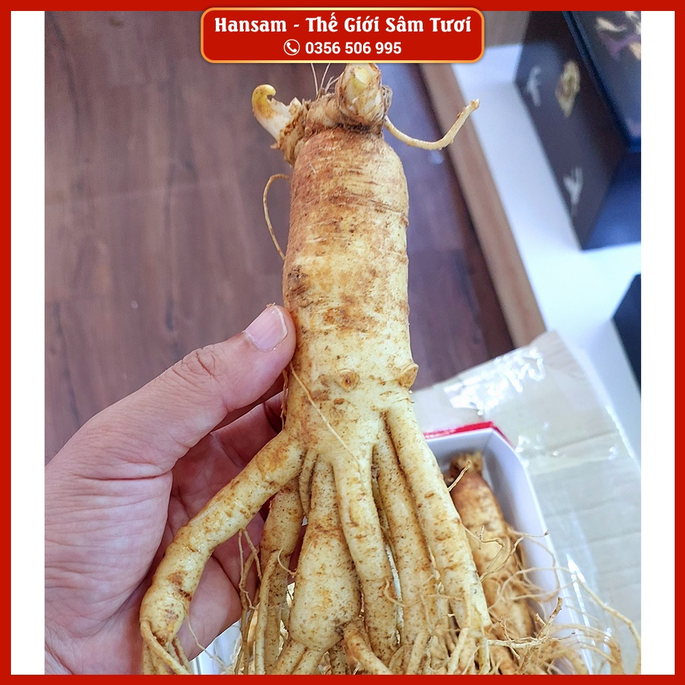 SÂM GÃY 8-10KG, Nhân Sâm tươi Hàn Quốc ngâm mật ong