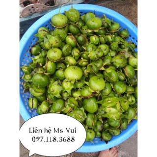 Quả bần chua