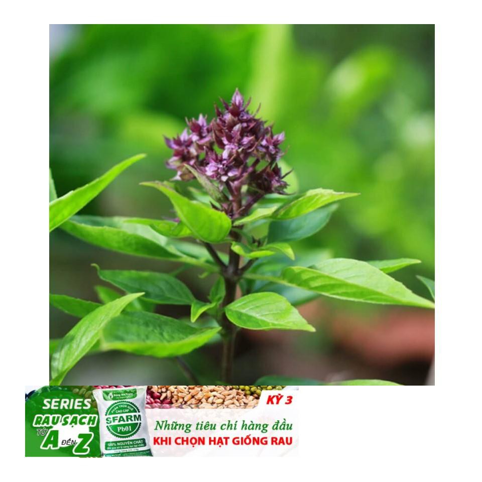 Gói 100 Hạt Giống Húng Quế (Ocimum basilicum